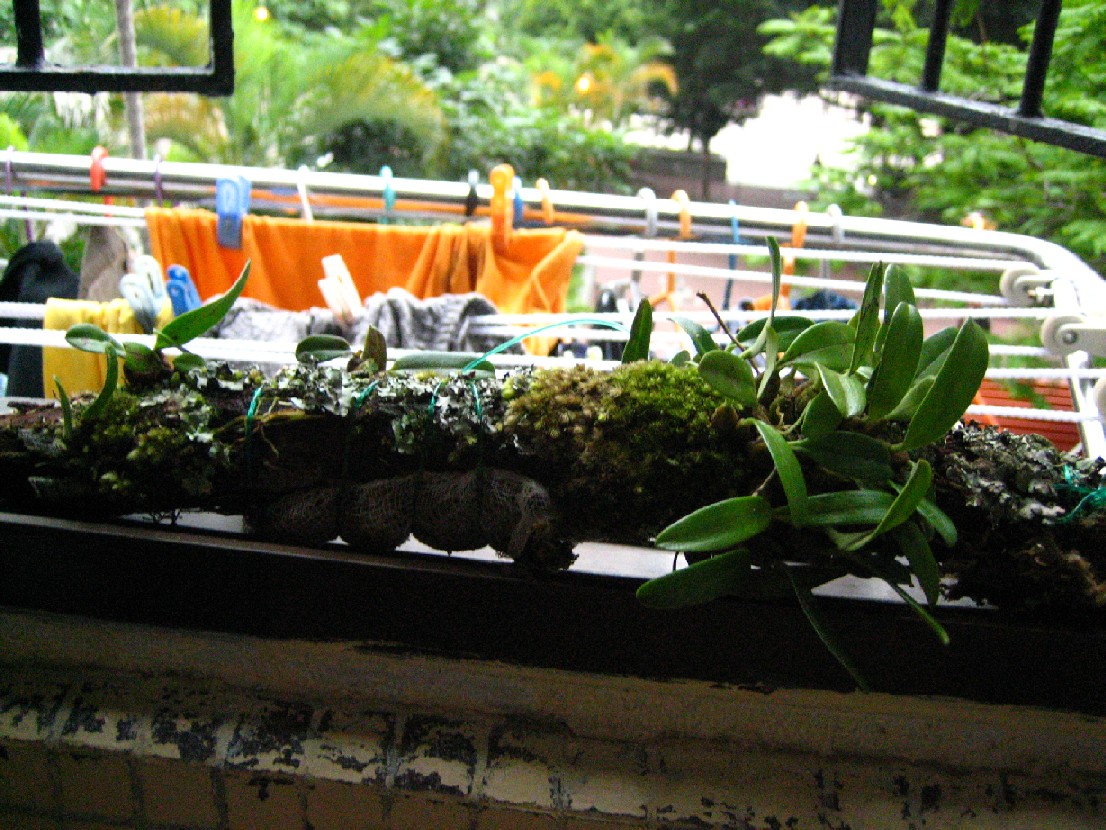 «ö¦¹¦b·sµøµ¡ÂsÄý¹Ï¤ù