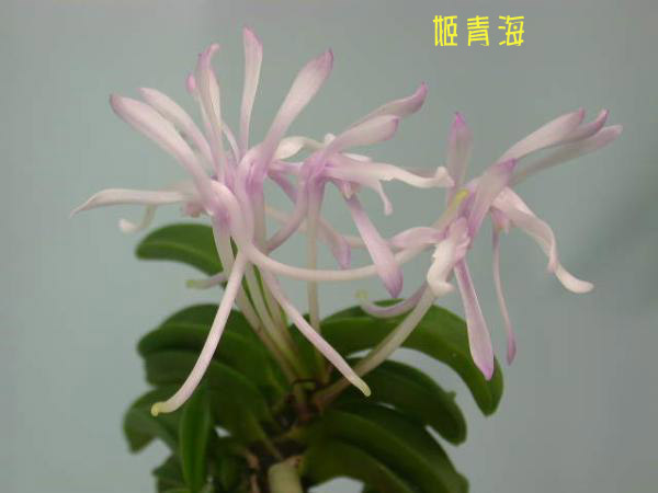 按此在新視窗瀏覽圖片