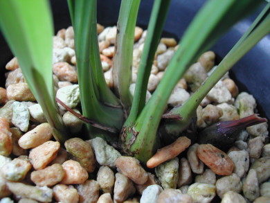 «ö¦¹¦b·sµøµ¡ÂsÄý¹Ï¤ù