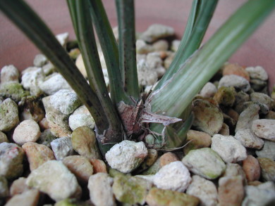 «ö¦¹¦b·sµøµ¡ÂsÄý¹Ï¤ù