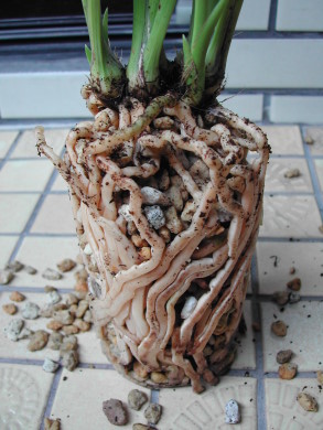 «ö¦¹¦b·sµøµ¡ÂsÄý¹Ï¤ù