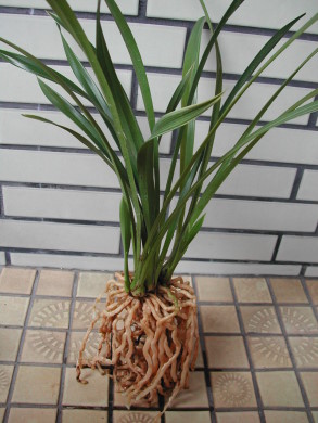 «ö¦¹¦b·sµøµ¡ÂsÄý¹Ï¤ù