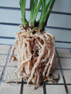 «ö¦¹¦b·sµøµ¡ÂsÄý¹Ï¤ù