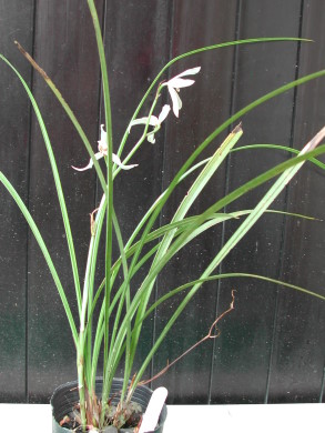 «ö¦¹¦b·sµøµ¡ÂsÄý¹Ï¤ù