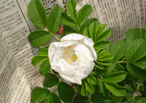 «ö¦¹¦b·sµøµ¡ÂsÄý¹Ï¤ù