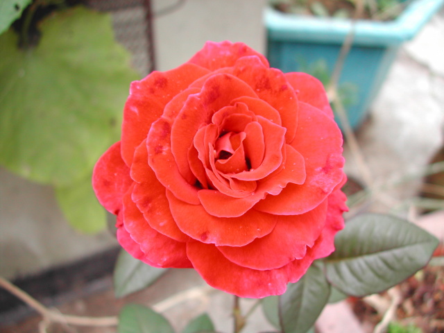 «ö¦¹¦b·sµøµ¡ÂsÄý¹Ï¤ù