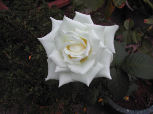 «ö¦¹¦b·sµøµ¡ÂsÄý¹Ï¤ù