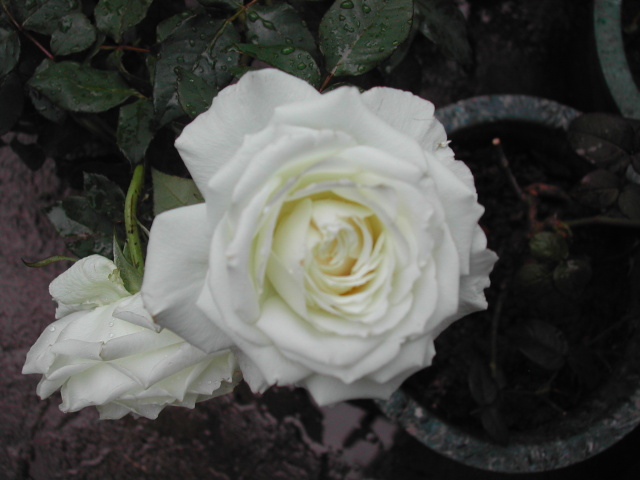 «ö¦¹¦b·sµøµ¡ÂsÄý¹Ï¤ù