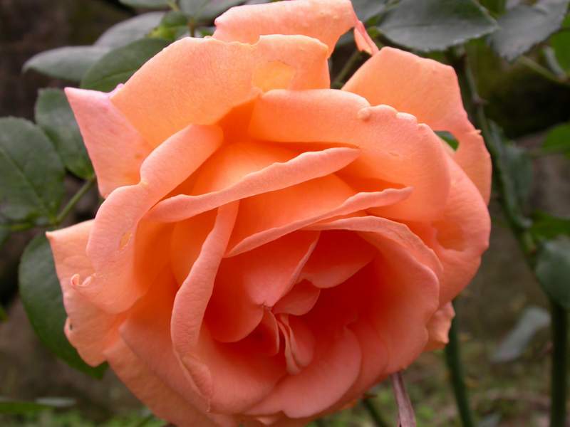 «ö¦¹¦b·sµøµ¡ÂsÄý¹Ï¤ù