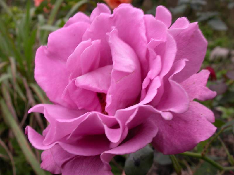 «ö¦¹¦b·sµøµ¡ÂsÄý¹Ï¤ù