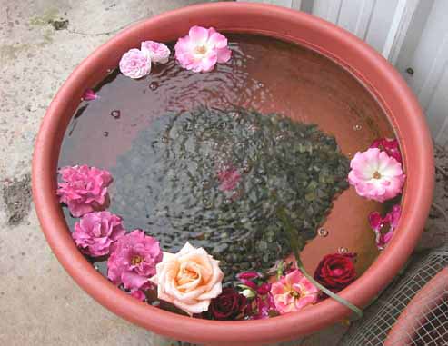 «ö¦¹¦b·sµøµ¡ÂsÄý¹Ï¤ù