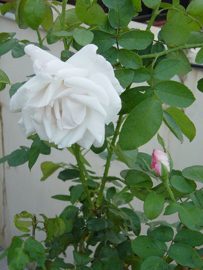 «ö¦¹¦b·sµøµ¡ÂsÄý¹Ï¤ù