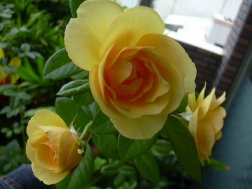 «ö¦¹¦b·sµøµ¡ÂsÄý¹Ï¤ù