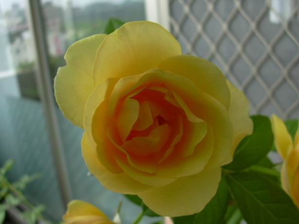 «ö¦¹¦b·sµøµ¡ÂsÄý¹Ï¤ù