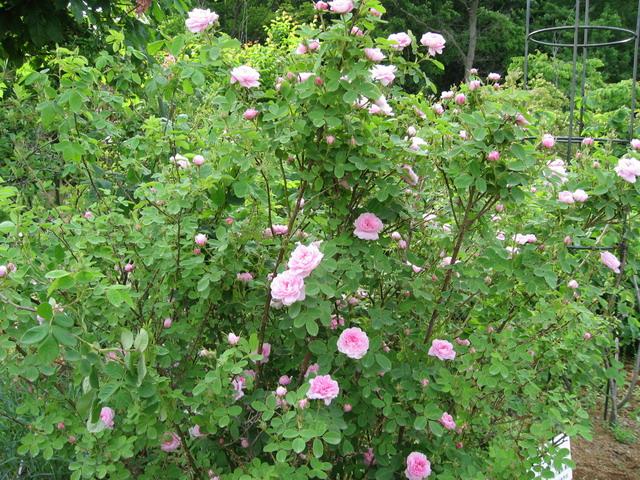 «ö¦¹¦b·sµøµ¡ÂsÄý¹Ï¤ù