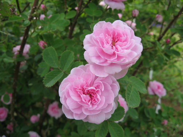 «ö¦¹¦b·sµøµ¡ÂsÄý¹Ï¤ù