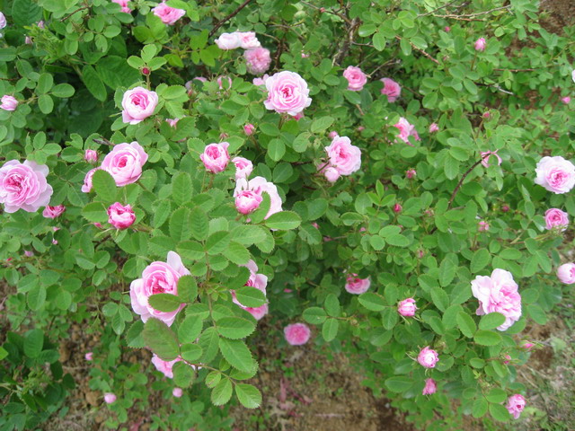 «ö¦¹¦b·sµøµ¡ÂsÄý¹Ï¤ù