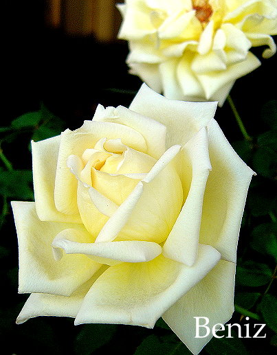 «ö¦¹¦b·sµøµ¡ÂsÄý¹Ï¤ù