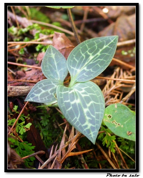 按此在新視窗瀏覽圖片