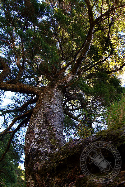 按此在新視窗瀏覽圖片
