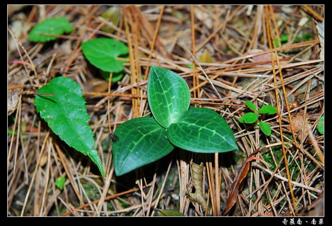 按此在新視窗瀏覽圖片