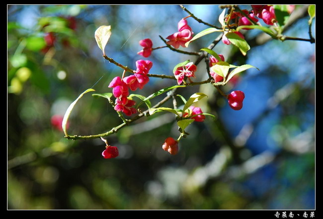 按此在新視窗瀏覽圖片