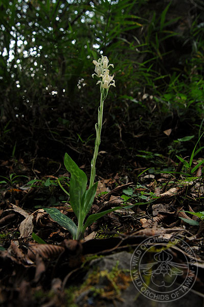 按此在新視窗瀏覽圖片