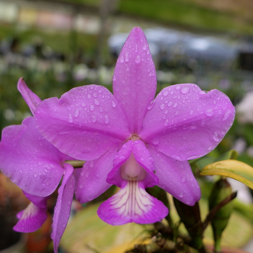 按此在新視窗瀏覽圖片