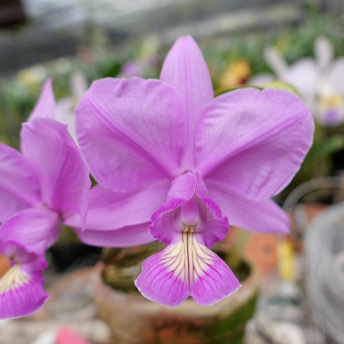 按此在新視窗瀏覽圖片