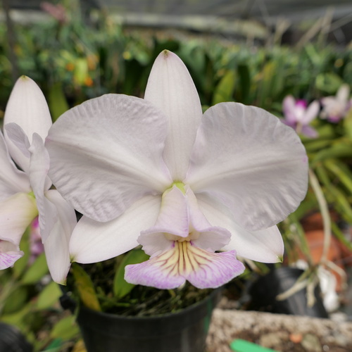 按此在新視窗瀏覽圖片