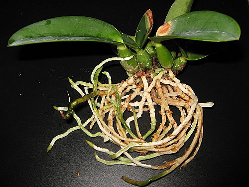 «ö¦¹¦b·sµøµ¡ÂsÄý¹Ï¤ù