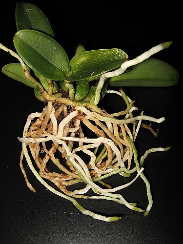 «ö¦¹¦b·sµøµ¡ÂsÄý¹Ï¤ù