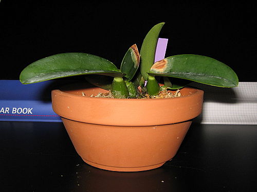 «ö¦¹¦b·sµøµ¡ÂsÄý¹Ï¤ù