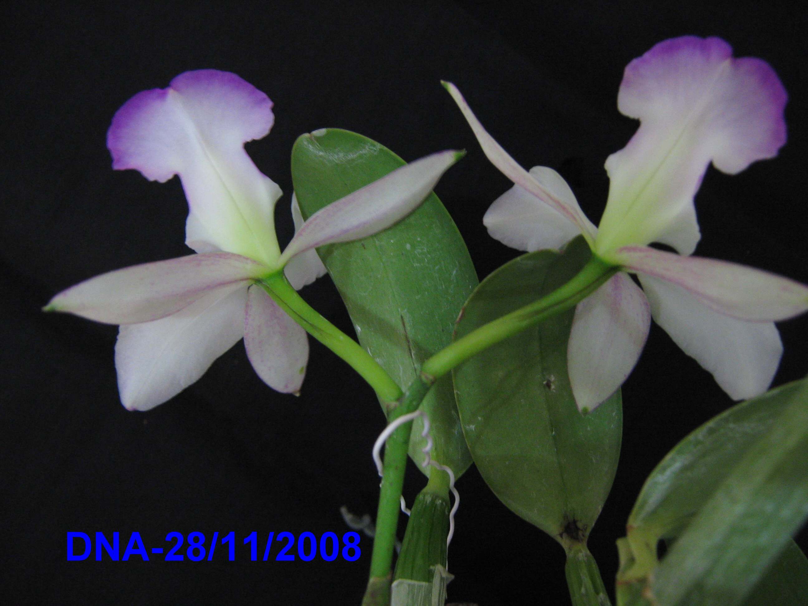 «ö¦¹¦b·sµøµ¡ÂsÄý¹Ï¤ù