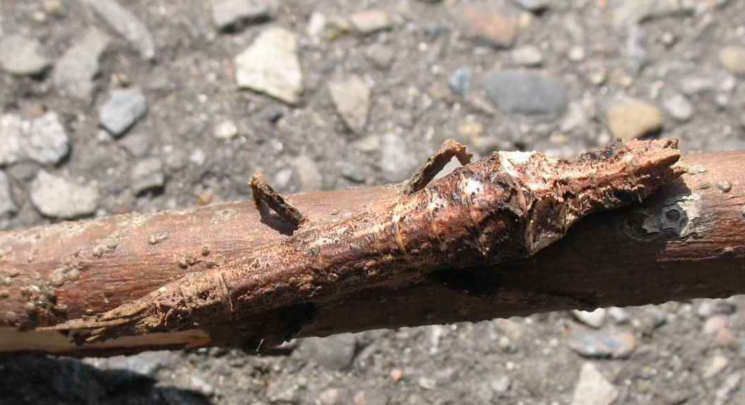 «ö¦¹¦b·sµøµ¡ÂsÄý¹Ï¤ù