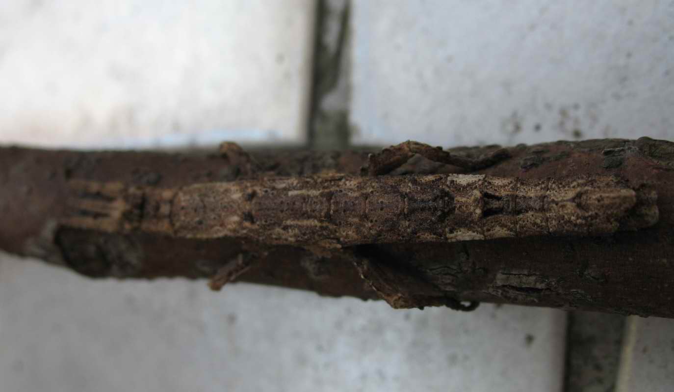 «ö¦¹¦b·sµøµ¡ÂsÄý¹Ï¤ù