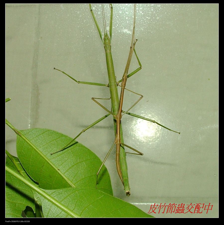 «ö¦¹¦b·sµøµ¡ÂsÄý¹Ï¤ù