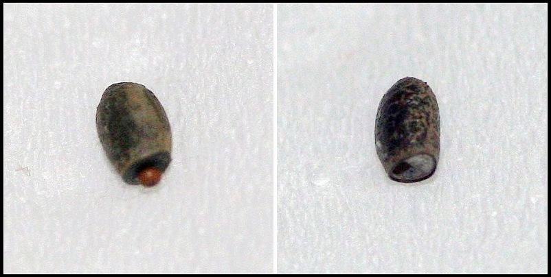 «ö¦¹¦b·sµøµ¡ÂsÄý¹Ï¤ù