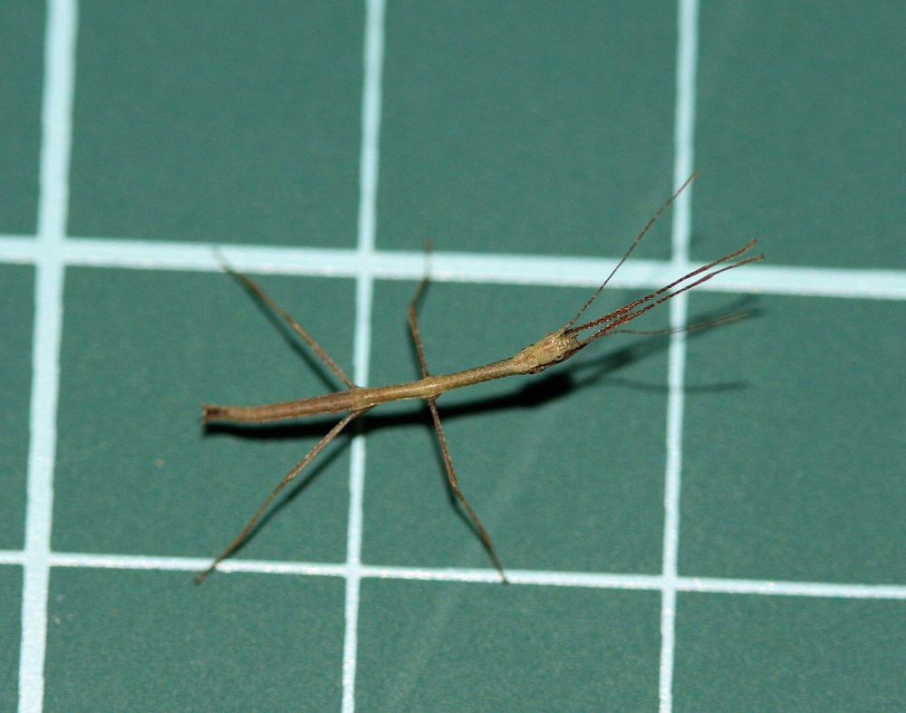 «ö¦¹¦b·sµøµ¡ÂsÄý¹Ï¤ù