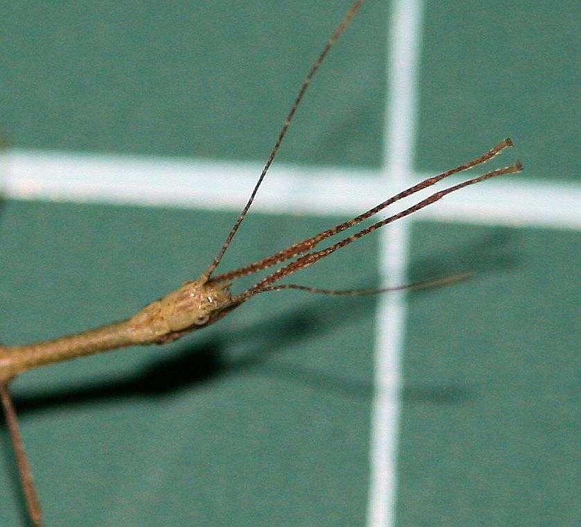 «ö¦¹¦b·sµøµ¡ÂsÄý¹Ï¤ù