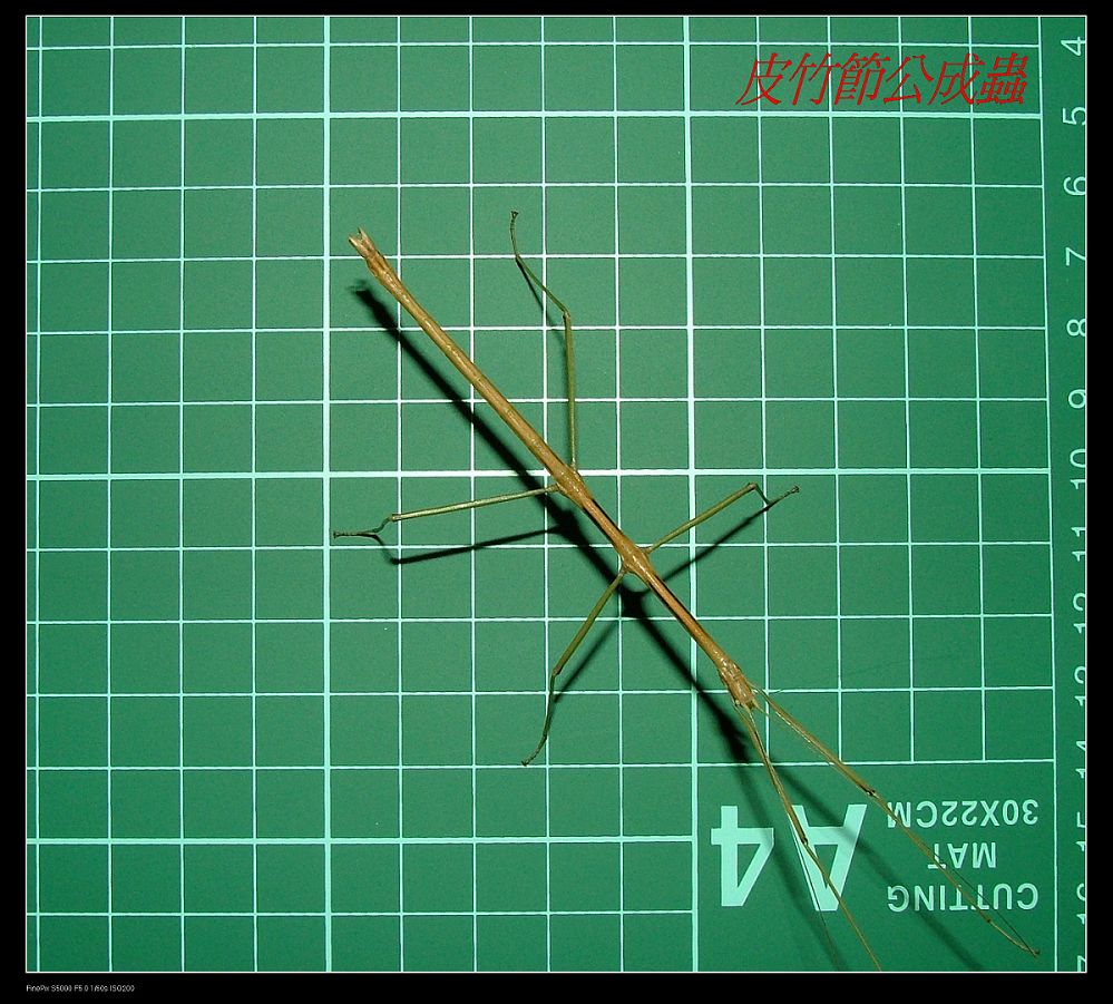 «ö¦¹¦b·sµøµ¡ÂsÄý¹Ï¤ù