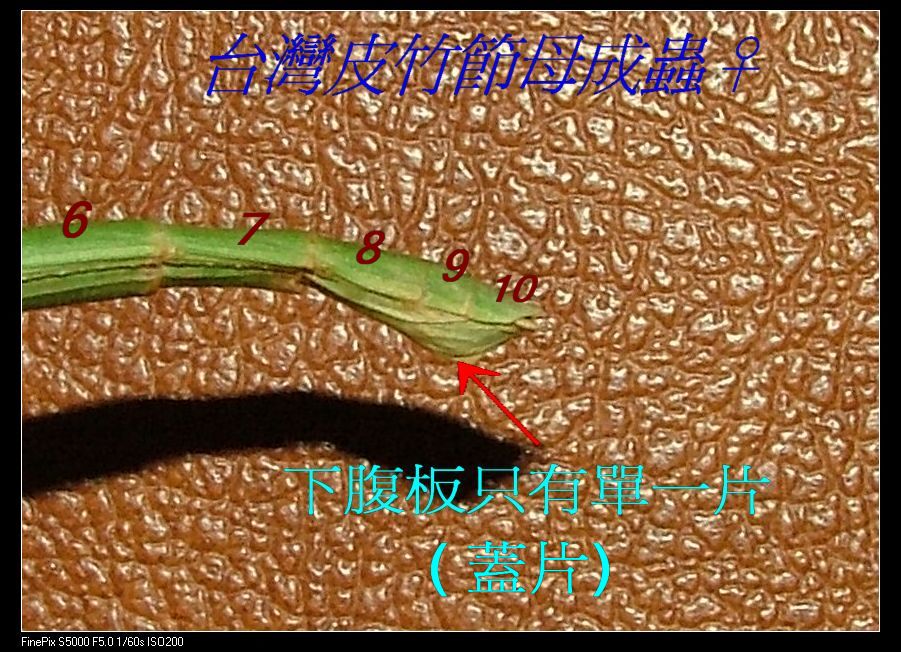 «ö¦¹¦b·sµøµ¡ÂsÄý¹Ï¤ù