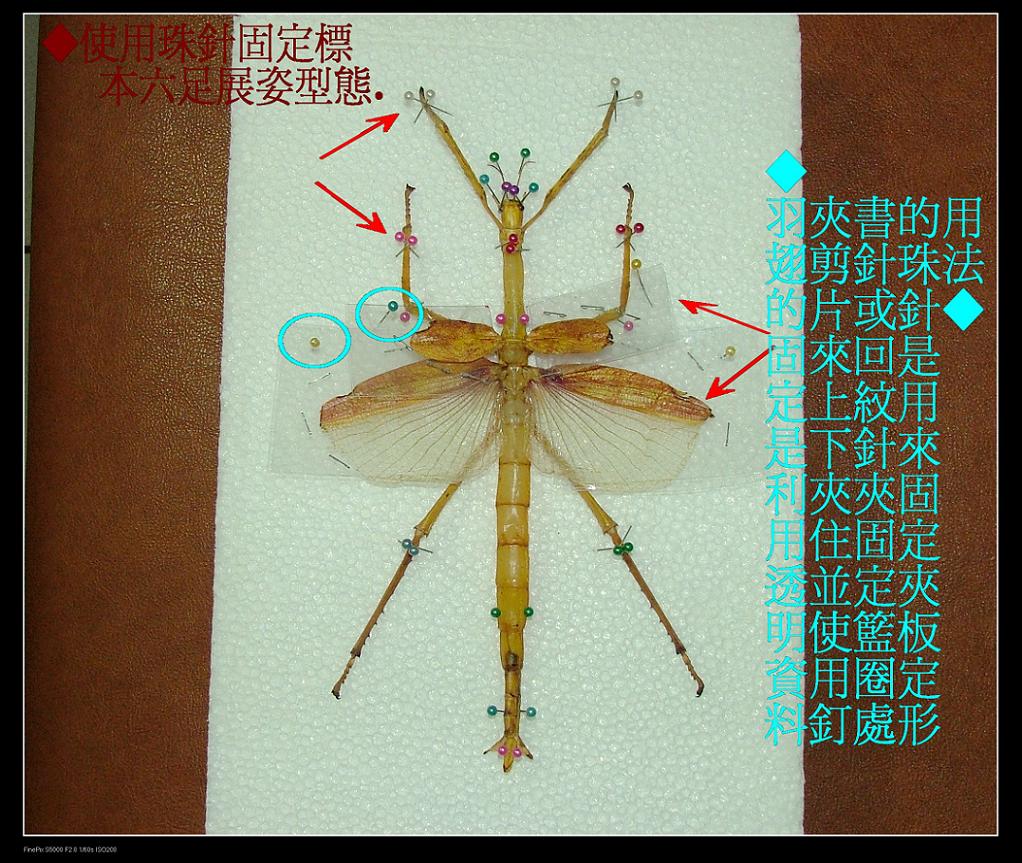 «ö¦¹¦b·sµøµ¡ÂsÄý¹Ï¤ù