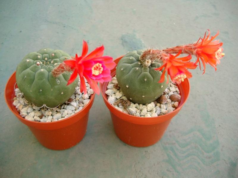 «ö¦¹¦b·sµøµ¡ÂsÄý¹Ï¤ù